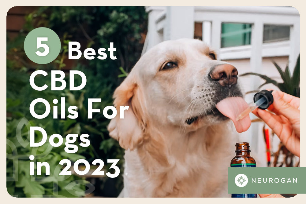5 Best CBD Oil For Dogs In 2024
