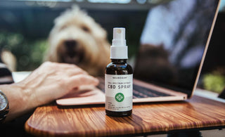 What Does CBD Feel Like? Benefits You'll Love And Side Effects
