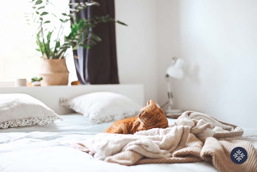 Relaxed Orange Cat Laying on Cream Colored Blanket in Bed after Taking CBD Oil for Cats 