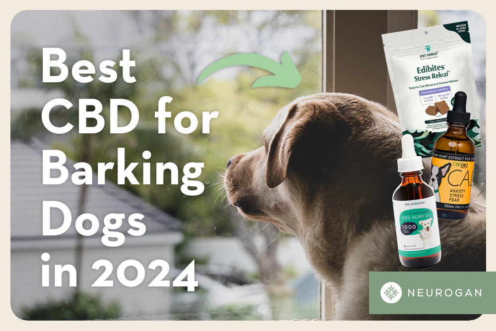 Dog looking outside the window. Text: Best CBD for barking dogs in 2024