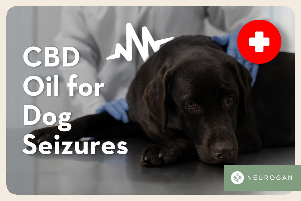A lab at the vet clinic. CBD oil for dog seizures 