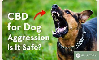 Dog barking: CBD for dog aggression