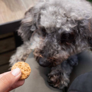 A dog staring at a handheld CBD dog treat