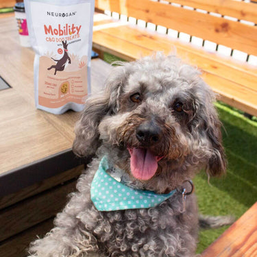 An energetic dog wearing a blue polka-dotted handkerchief beside a pack of mobility dog treats on a table