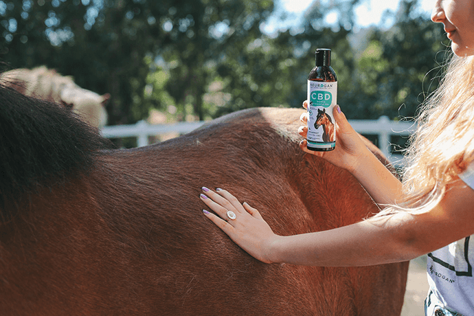 Woman massaging her horse and holding a bottle of Neurogan Hemp Horse Oil