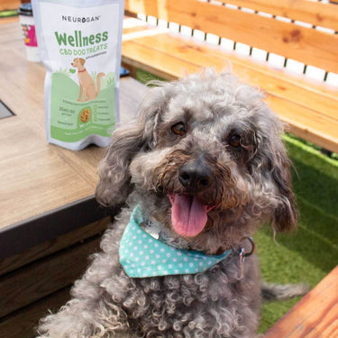 A joyful dog wearing a blue polka-dotted handkerchief beside a pack of wellness treats on a table