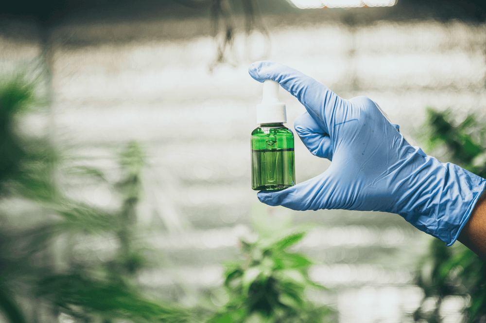 Hand holding CBC oil bottle in lush greenhouse, showcasing vibrant green contents amidst plants