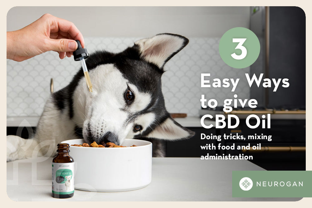 How to Give CBD to Your Dog in 3 Easy Ways