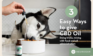 How to Give CBD to Your Dog in 3 Easy Ways
