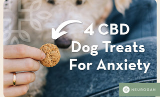 Close up of a hand holding a CBD Dog treat in front of a white dog