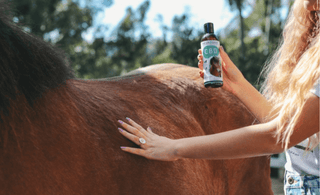 CBD For Horses Research