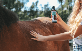 CBD For Horses Research