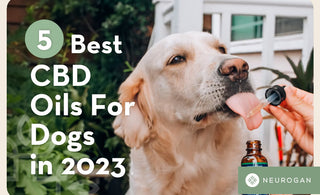 5 Best CBD Oil For Dogs In 2023