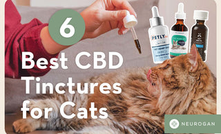 best CBD tinctures for cats