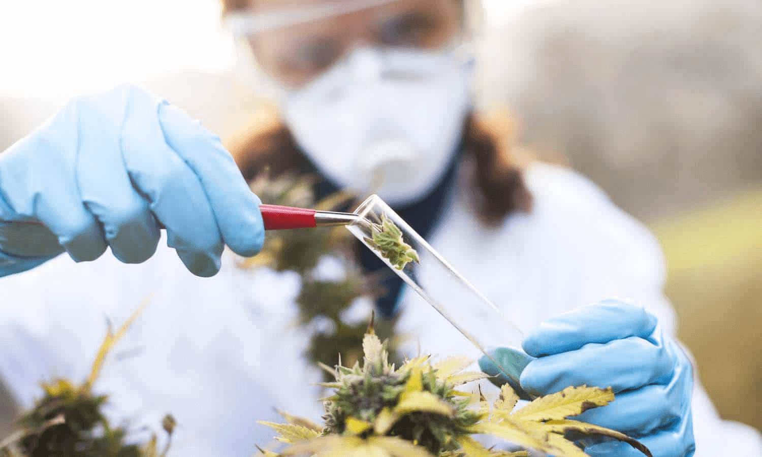 A woman wearing lab gown, lab eye shield, and gloves inserting a cannabis plant into a test tube