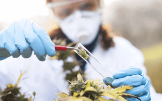 A woman wearing lab gown, lab eye shield, and gloves inserting a cannabis plant into a test tube