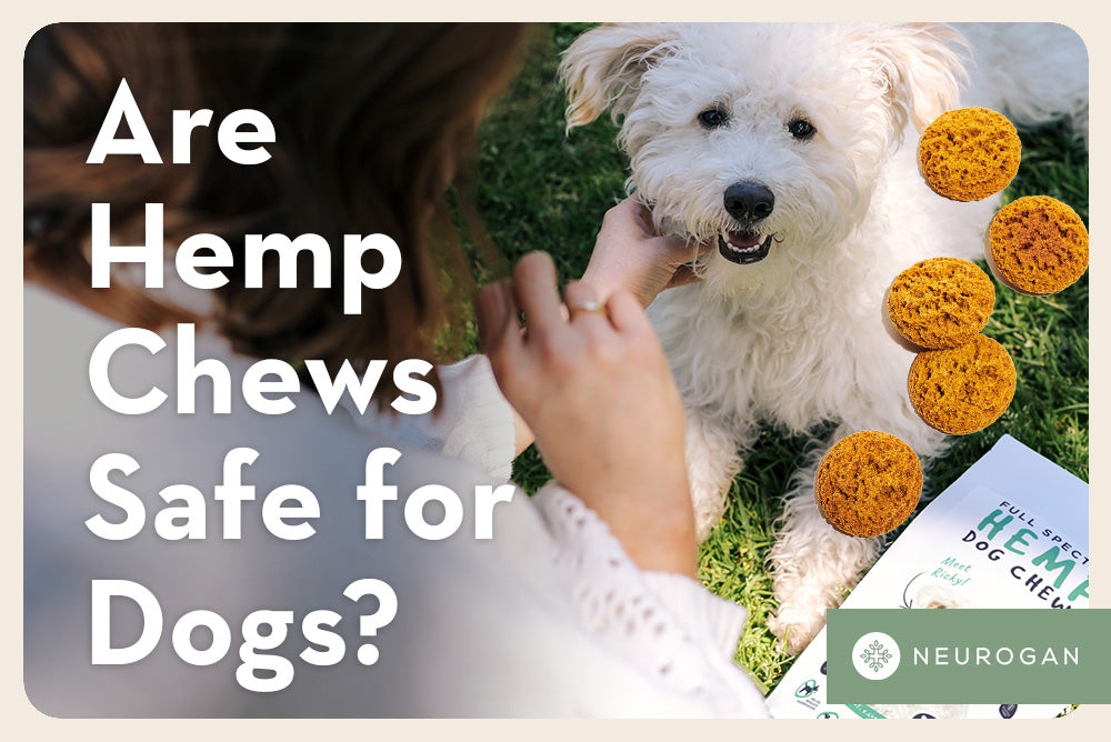 A Happy white dog getting treats. Text: Are Hemp Chews Safe for Dogs? 
