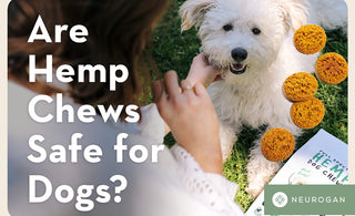 A Happy white dog getting treats. Text: Are Hemp Chews Safe for Dogs? 