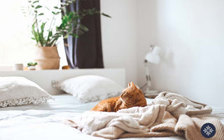 Relaxed Orange Cat Laying on Cream Colored Blanket in Bed after Taking CBD Oil for Cats 