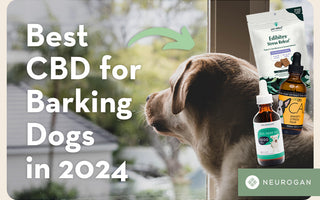 Dog looking outside the window. Text: Best CBD for barking dogs in 2024