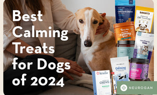 A calm dog and CBD dog treats. Text: Best CAlming treats for dogs of 2024
