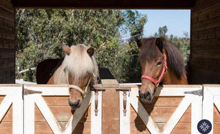 Can CBD Oil Treat Horses With Cushing's?