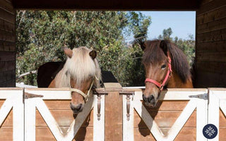 Can CBD Oil Treat Horses With Cushing's?