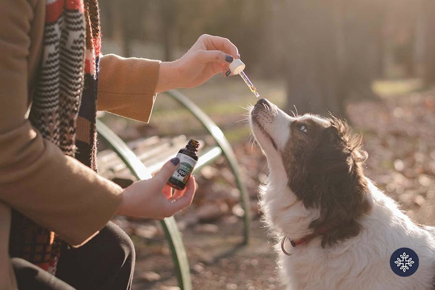 Woman giving CBD Pet oil drops to a white dog