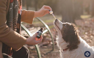 Woman giving CBD Pet oil drops to a white dog