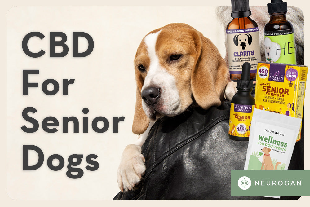 Senior dog and CBD treats. Text: CBD for senior dogs