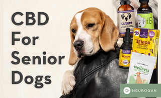 Senior dog and CBD treats. Text: CBD for senior dogs