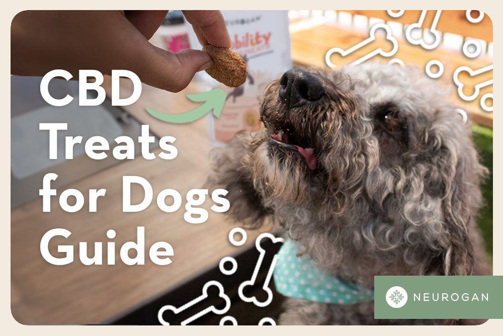 Hanging a cute brown dog a treat. Text: CBD treads for dogs guide. 