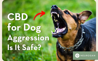 Dog barking: CBD for dog aggression
