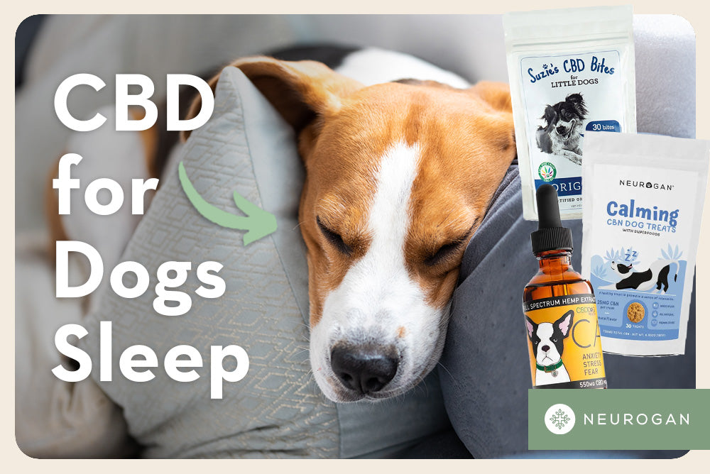 A door sleeping between pillows. Text: CBD for dogs sleep