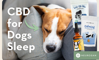 A door sleeping between pillows. Text: CBD for dogs sleep