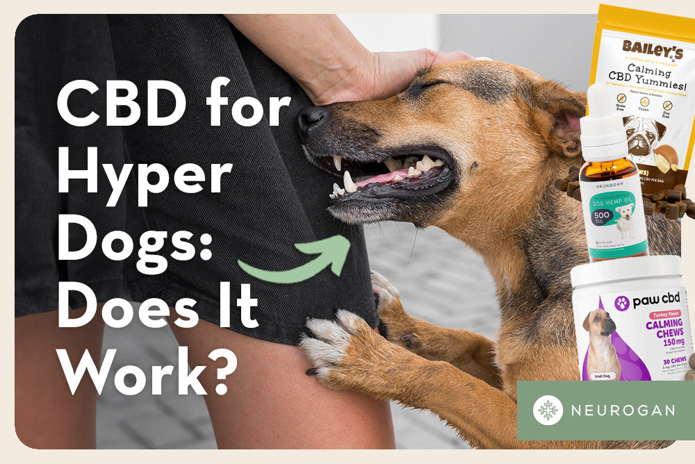 Dog jumping up hyper. Text: CBD for hyper dogs: does it work?