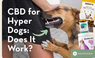 Dog jumping up hyper. Text: CBD for hyper dogs: does it work?