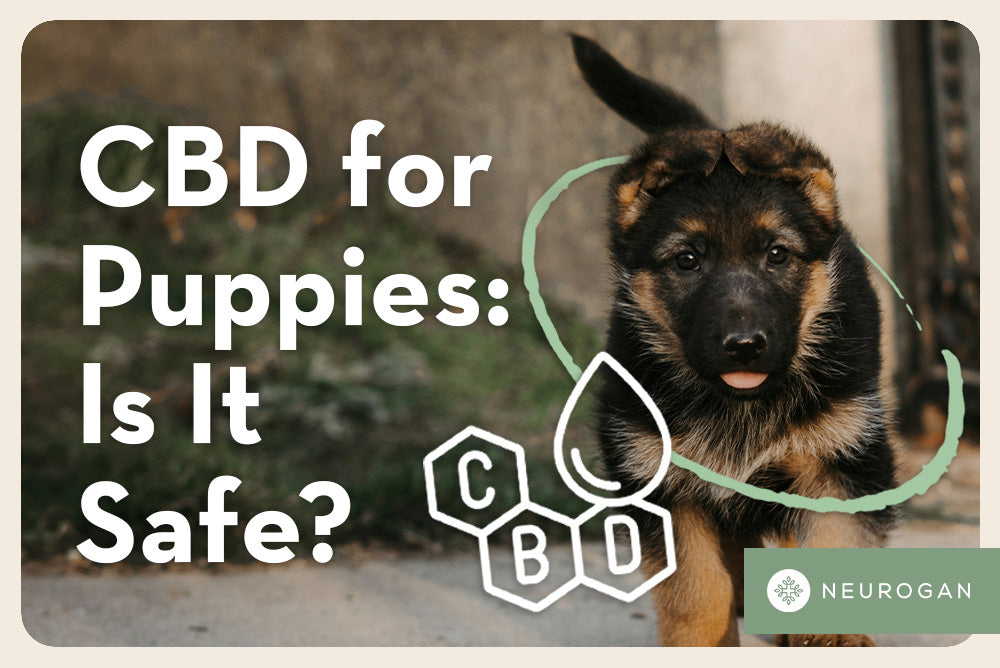 A happy german Shepard puppy. Text: CBD for puppies: is it safe? 