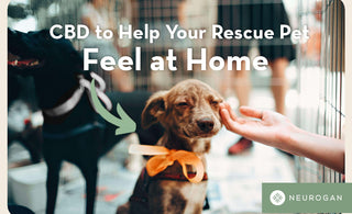 How to Use CBD to Help Your Rescue Pet Feel at Home