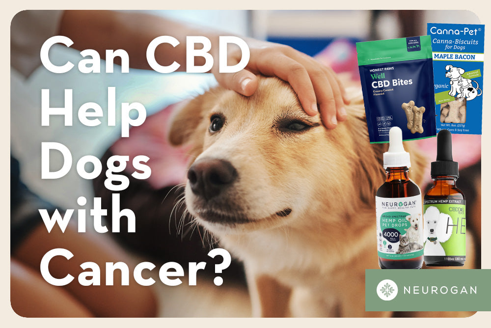 A dog being petted. Text: Can CBD help dogs with cancer? 