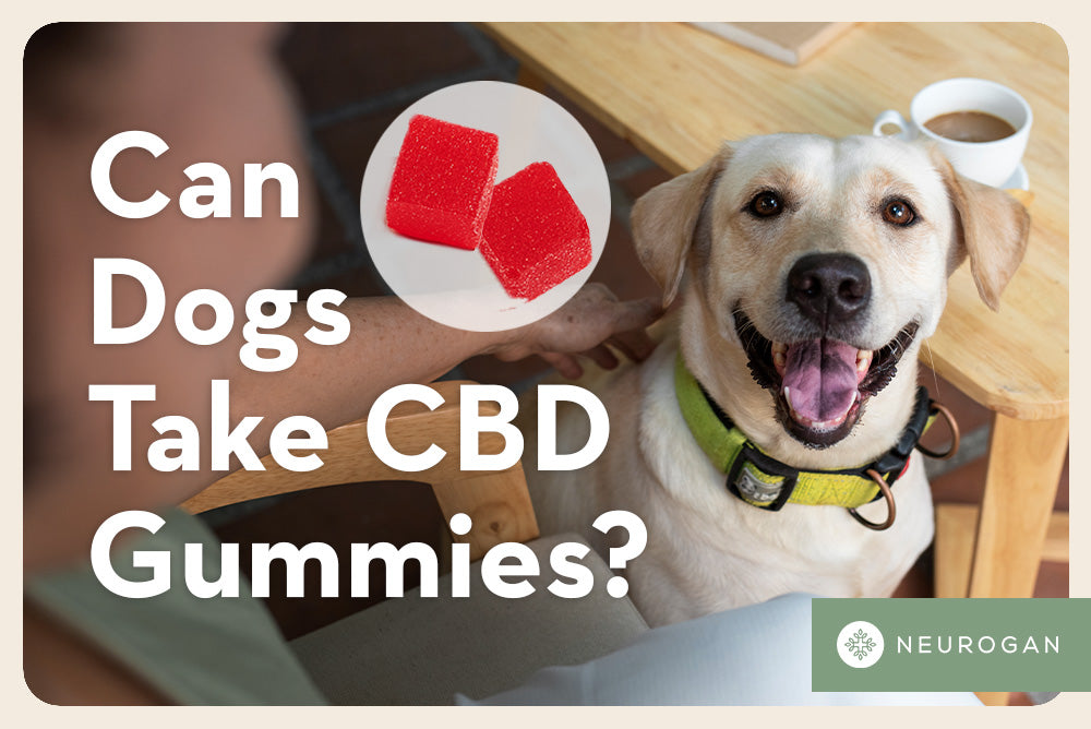 a happy looking dog waiting for treats. Text: Can dogs take CBD gummies? 