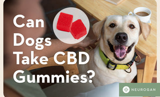 a happy looking dog waiting for treats. Text: Can dogs take CBD gummies? 