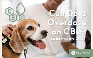 Pet owner with their happy dog. Can Dogs overdose on CBD? 