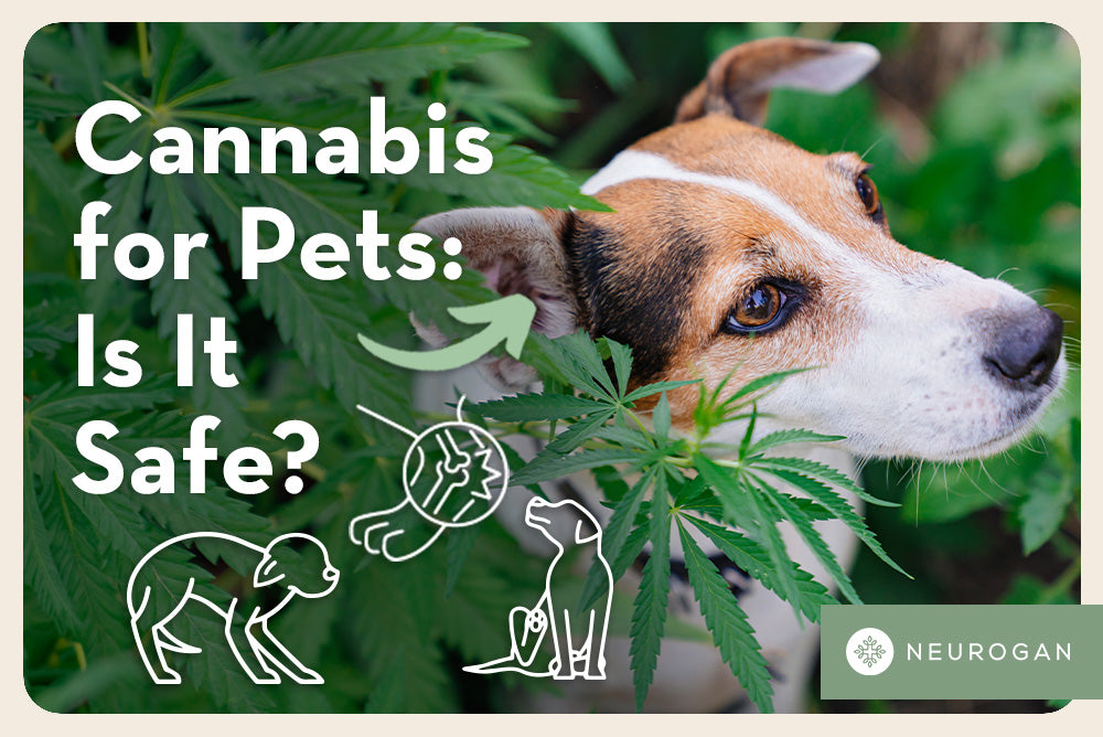 A yorkshire terrier with cannabis leaves. Text: Cannabis for pets is it safe? 