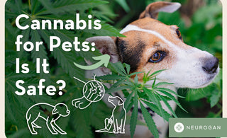 A yorkshire terrier with cannabis leaves. Text: Cannabis for pets is it safe? 