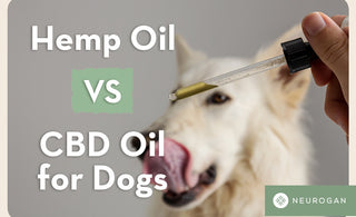 Dog licking its lips at CBD oil. Text: Hemp oil vs CBD oil for dogs