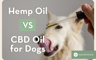 Dog licking its lips at CBD oil. Text: Hemp oil vs CBD oil for dogs