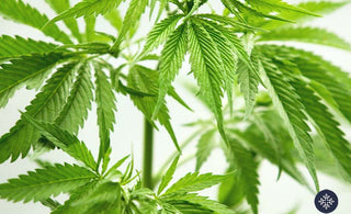 Leaves of cannabis plant