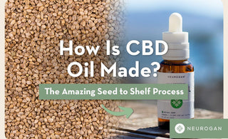 Seeds and a bottle with text: How Is CBD Oil Made?