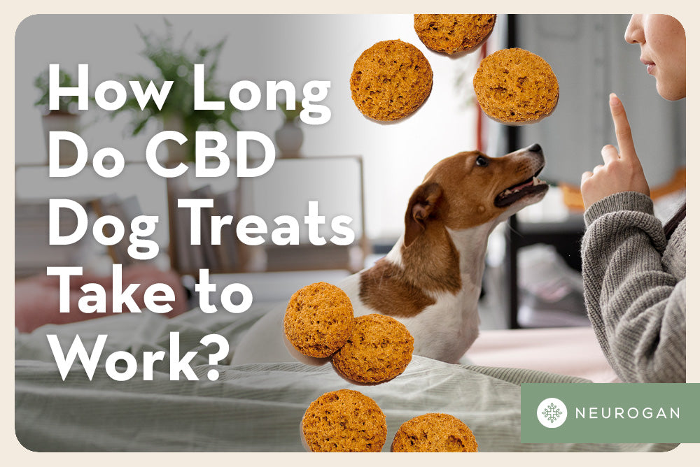 Dog Cookies and a dog asking for treat. Text: How Long Do CBD Dog Treats Take To Work? 